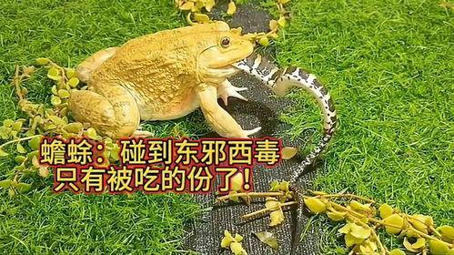 娱乐吃瓜大蛤蟆,揭秘娱乐圈幕后趣闻